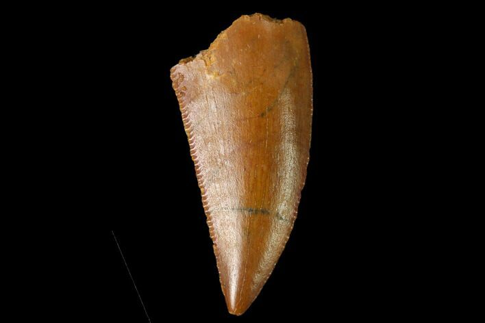 Serrated, Raptor Tooth - Real Dinosaur Tooth #160028